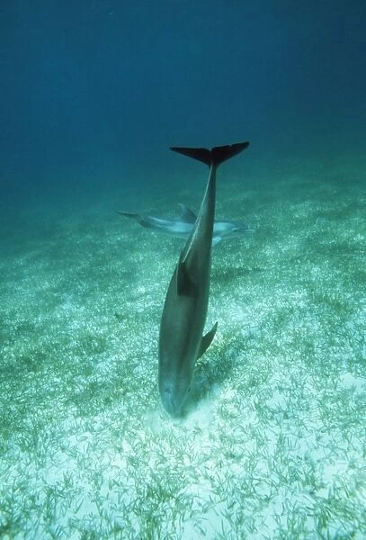 Bottlenose Dolphin - feeding in crater, digging for sand burrowing fish. Bahamas