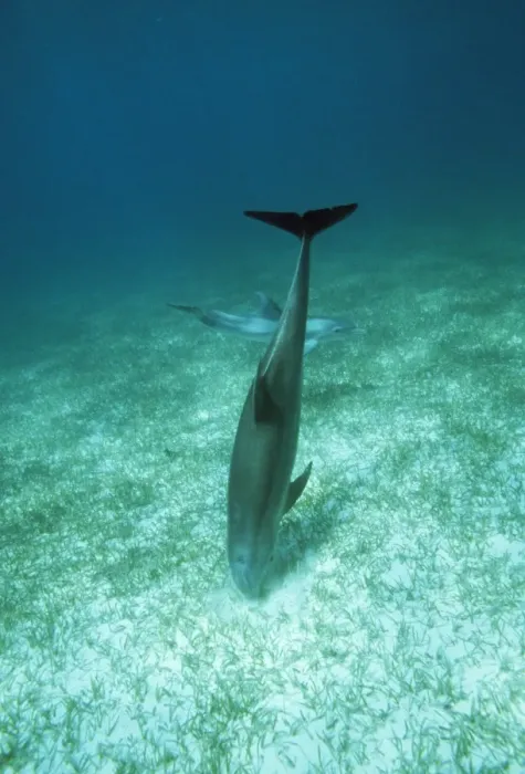 Framed Print : Bottlenose Dolphin - feeding in crater, digging for sand burrowing fish. Bahamas