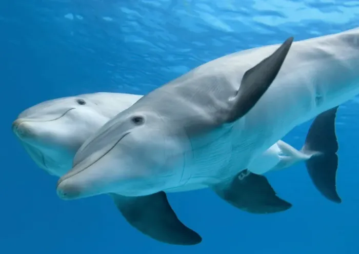 Framed Print : Bottlenose dolphin - female and her calf Framed Print : Bottlenose dolphin - female and her calf
