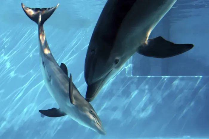Framed Print : Bottlenose Dolphin - Female (Mother) communicating with Newborn Baby / Calf immediately after birth, keeping the baby under water to control its breathing