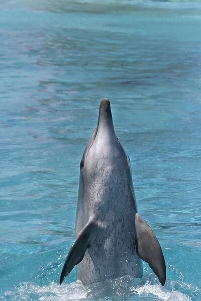 Bottlenose Dolphin - With head and body out of water