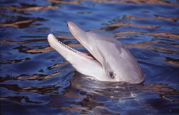 BOTTLENOSE DOLPHIN - head out of water