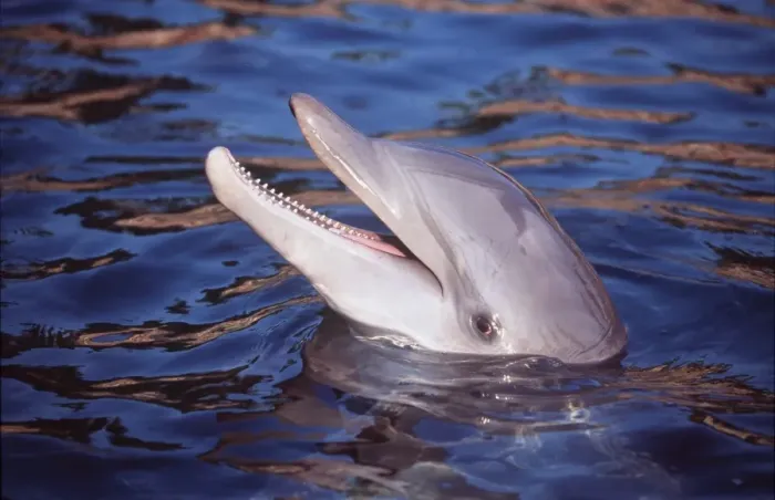 Framed Print : BOTTLENOSE DOLPHIN - head out of water Framed Print : BOTTLENOSE DOLPHIN - head out of water