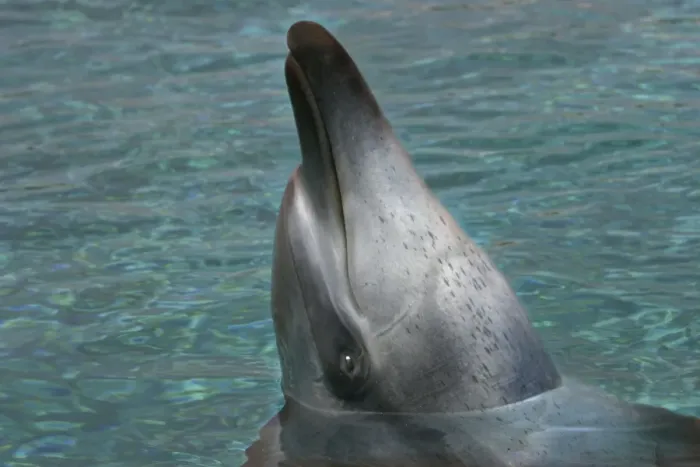 Framed Print : Bottlenose Dolphin - With head out of water Framed Print : Bottlenose Dolphin - With head out of water