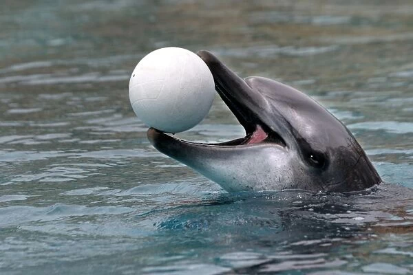 Bottlenose Dolphin - With head out of water and ball in mouth