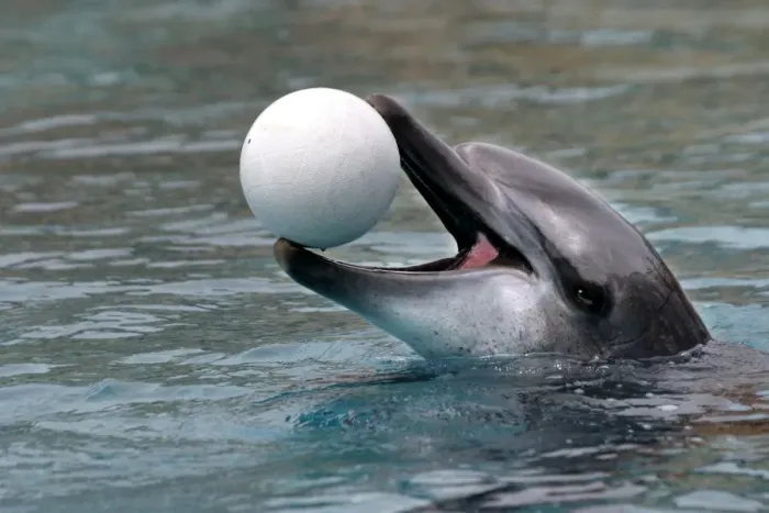 Framed Print : Bottlenose Dolphin - With head out of water and ball in mouth Framed Print : Bottlenose Dolphin - With head out of water and ball in mouth