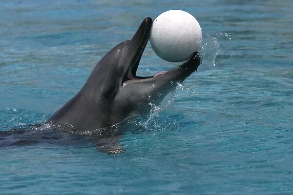Bottlenose Dolphin - With head out of water and ball in mouth