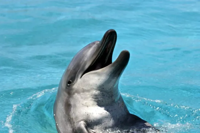 Framed Print : Bottlenose Dolphin - With head out of water and mouth open Framed Print : Bottlenose Dolphin - With head out of water and mouth open