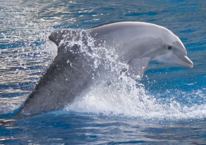Framed Print : Bottlenose dolphin - jumping out of the water Framed Print : Bottlenose dolphin - jumping out of the water