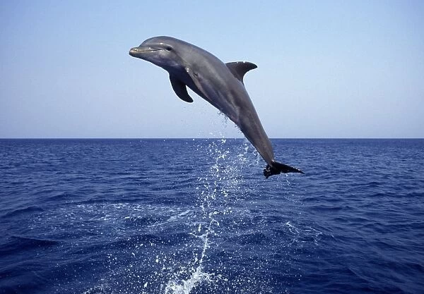 Bottlenose Dolphin - leaping Carribean. Off Roatan Island, Honduras, Central America