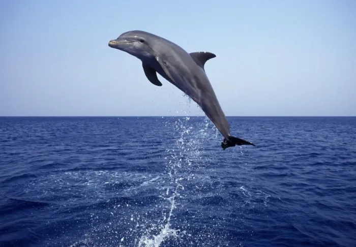 Framed Print : Bottlenose Dolphin - leaping Carribean. Off Roatan Island, Honduras, Central America Framed Print : Bottlenose Dolphin - leaping Carribean. Off Roatan Island, Honduras, Central America