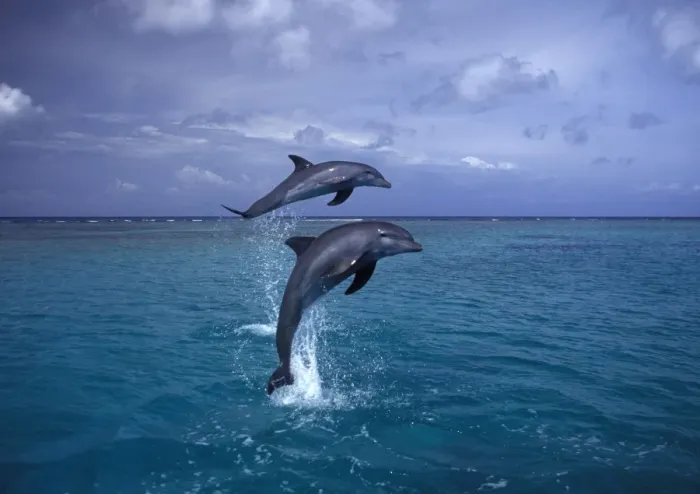 Framed Print : Bottlenose dolphin - two leaping Carribean. Off Roatan Island, Honduras, Central America Framed Print : Bottlenose dolphin - two leaping Carribean. Off Roatan Island, Honduras, Central America