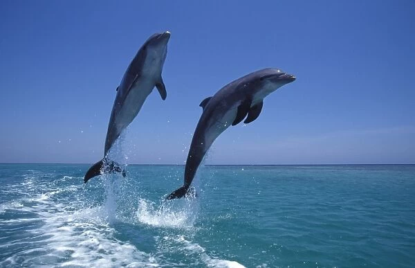 Bottlenose Dolphin - two leaping Carribean. Off Roatan Island, Honduras, Central America