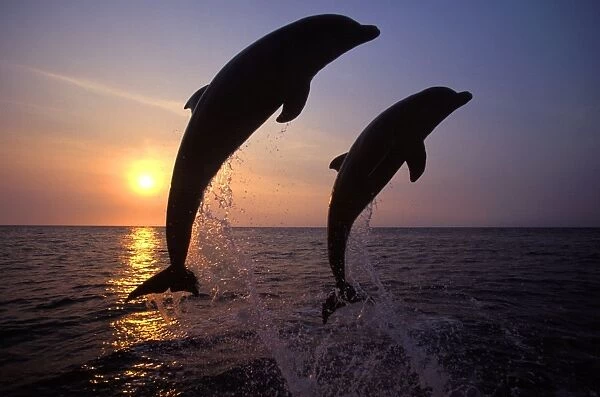 Bottlenose Dolphin - two leaping Carribean. Off Roatan Island, Honduras, Central America