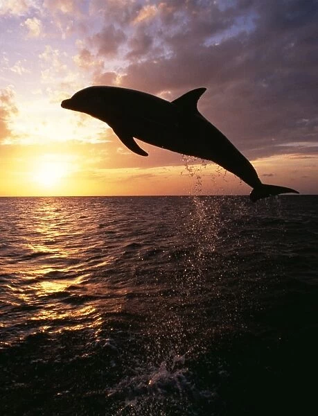 Bottlenose Dolphin Leaping at sunset