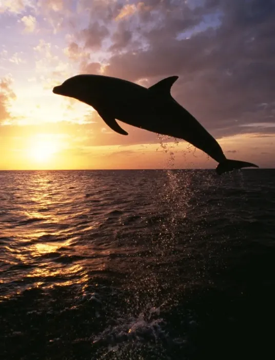 Framed Print : Bottlenose Dolphin Leaping at sunset Framed Print : Bottlenose Dolphin Leaping at sunset