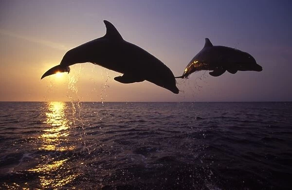 Bottlenose dolphin - leaping at sunset Carribean. Off Roatan Island, Honduras, Central America