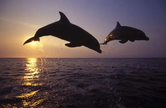 Framed Print : Bottlenose dolphin - leaping at sunset Carribean. Off Roatan Island, Honduras, Central America Framed Print : Bottlenose dolphin - leaping at sunset Carribean. Off Roatan Island, Honduras, Central America