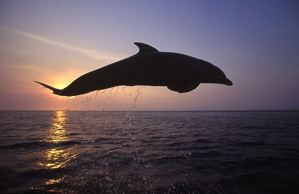 Bottlenose dolphin - leaping at sunset Carribean. Off Roatan Island, Honduras, Central America