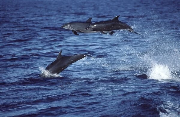 Bottlenose dolphin - three leaping out of water Photographed in the Gulf of California (Sea of Cortez), Mexico AS 23