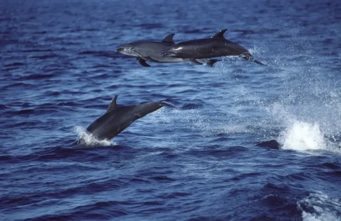 Framed Print : Bottlenose dolphin - three leaping out of water Photographed in the Gulf of California (Sea of Cortez), Mexico AS 23 Framed Print : Bottlenose dolphin - three leaping out of water Photographed in the Gulf of California (Sea of Cortez), Mexico AS 23