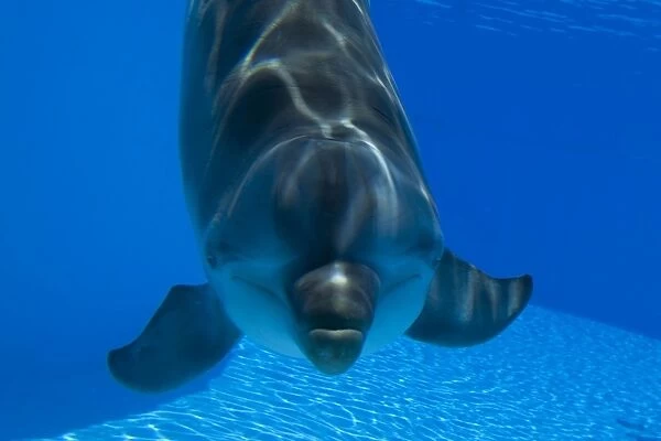 Bottlenose Dolphin - Malta
