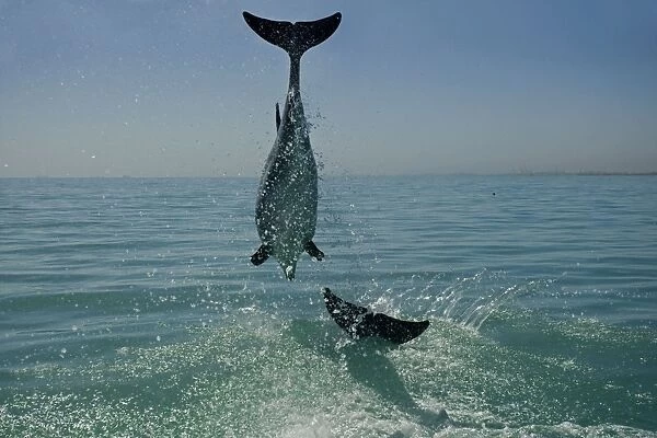 Bottlenose Dolphin - mid jump - Atlantic Ocean - Namibia - Africa