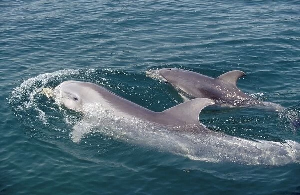 Bottlenose Dolphin - Mother & Calf