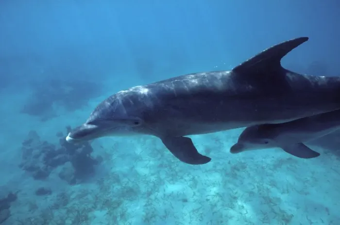 Framed Print : Bottlenose Dolphin - Mother and calf. Calf swimming under mother's tail stock. Carribean Framed Print : Bottlenose Dolphin - Mother and calf. Calf swimming under mother's tail stock. Carribean