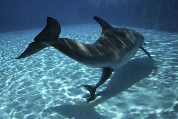 Bottlenose Dolphin - Mother giving birth to Baby / Calf. Birth Sequence 5
