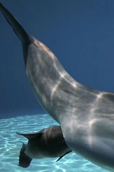 Bottlenose Dolphin - Mother giving birth to Baby / Calf. Birth Sequence 6