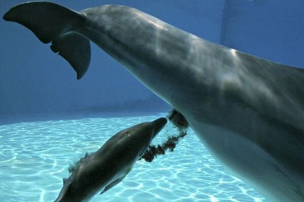 Bottlenose Dolphin - Mother giving birth to Baby / Calf. Birth Sequence 7. Just born