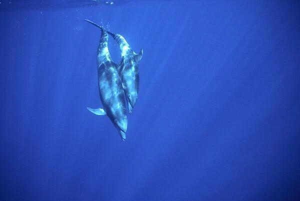 Bottlenose dolphin - Mother with large calf, diving Off Socorro Island, Mexico, Pacific Ocean