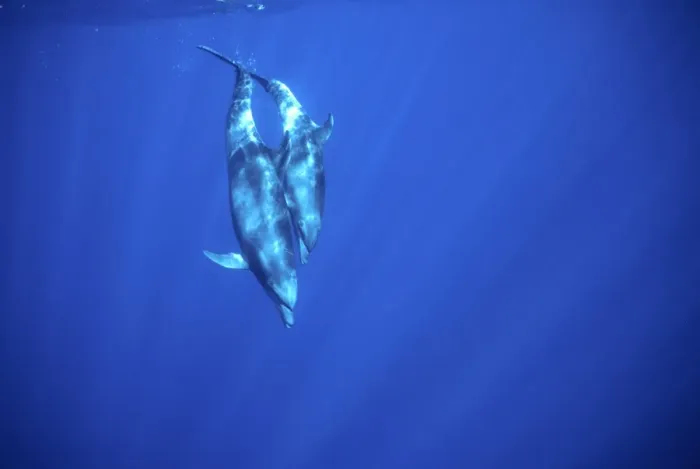 Framed Print : Bottlenose dolphin - Mother with large calf, diving Off Socorro Island, Mexico, Pacific Ocean Framed Print : Bottlenose dolphin - Mother with large calf, diving Off Socorro Island, Mexico, Pacific Ocean