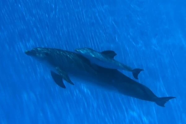 Bottlenose Dolphin - mother and newborn baby  /  calf - swimming together - Malta The calf was born on July 20th 2010 at 15:30. At birth its weight was roughly 15 kg and 1m in length