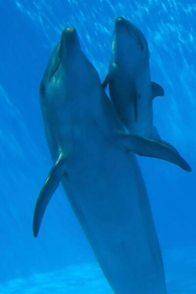 Bottlenose Dolphin - mother and newborn baby  /  calf - swimming together - Malta The calf was born on July 20th 2010 at 15:30. At birth its weight was roughly 15 kg and 1m in length