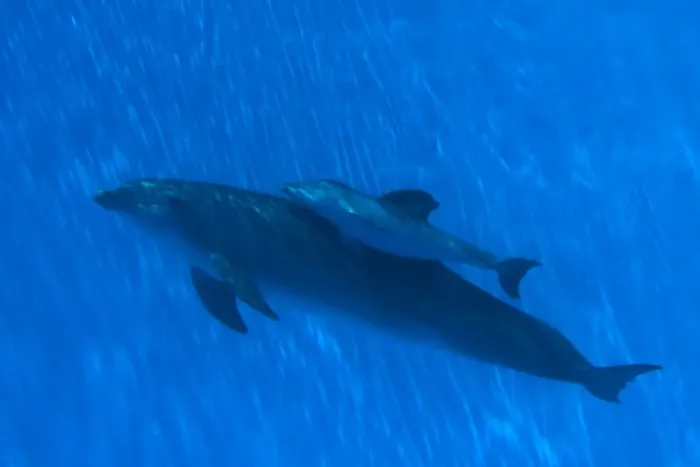 Framed Print : Bottlenose Dolphin - mother and newborn baby / calf - swimming together - Malta The calf was born on July 20th 2010 at 15:30. At birth its weight was roughly 15 kg and 1m in length Framed Print : Bottlenose Dolphin - mother and newborn baby / calf - swimming together - Malta The calf was born on July 20th 2010 at 15:30. At birth its weight was roughly 15 kg and 1m in length