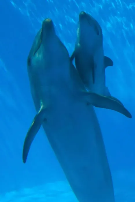 Framed Print : Bottlenose Dolphin - mother and newborn baby / calf - swimming together - Malta The calf was born on July 20th 2010 at 15:30. At birth its weight was roughly 15 kg and 1m in length Framed Print : Bottlenose Dolphin - mother and newborn baby / calf - swimming together - Malta The calf was born on July 20th 2010 at 15:30. At birth its weight was roughly 15 kg and 1m in length