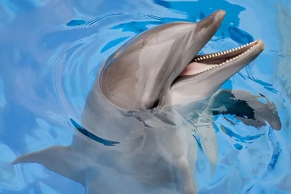 Bottlenose Dolphin with mouth open
