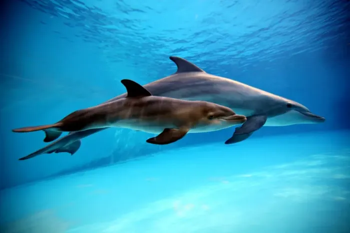 Framed Print : Bottlenose Dolphin - Newborn Baby / Calf dolphin showing foetal marks just after birth. Foetal marks will disappear after one or two days Framed Print : Bottlenose Dolphin - Newborn Baby / Calf dolphin showing foetal marks just after birth. Foetal marks will disappear after one or two days