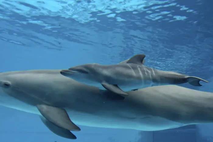 Framed Print : Bottlenose Dolphin - Newborn Baby / Calf dolphin showing foetal marks just after birth. Foetal marks will disappear after one or two days Framed Print : Bottlenose Dolphin - Newborn Baby / Calf dolphin showing foetal marks just after birth. Foetal marks will disappear after one or two days