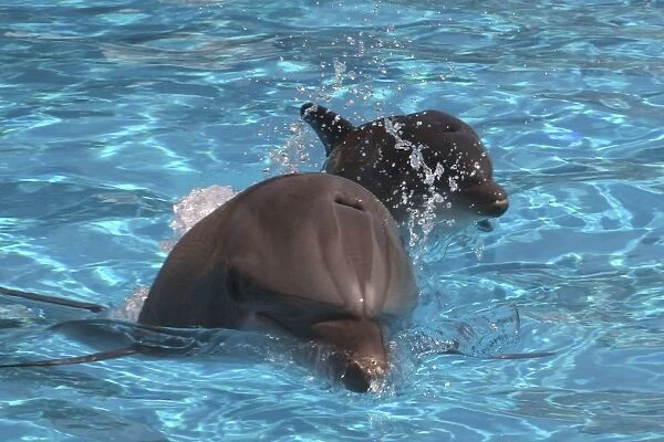 Bottlenose Dolphin - Newborn Baby / Calf first breath and swim with Mother
