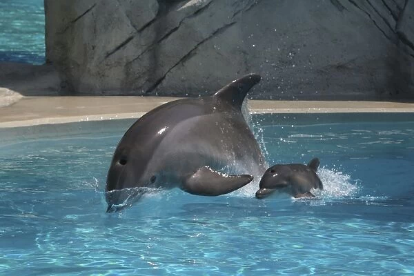 Bottlenose Dolphin - Newborn Baby / Calf first swim with Mother