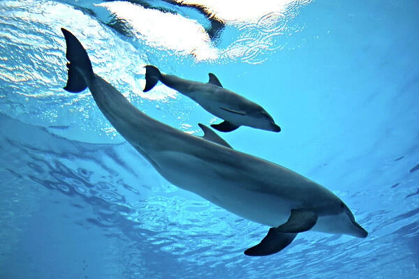 Bottlenose Dolphin - Newborn Baby  /  Calf with Mother immediately after birth