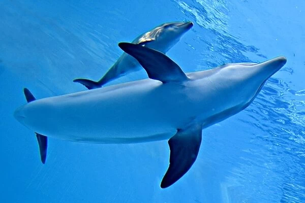 Bottlenose Dolphin - Newborn Baby / Calf with Mother immediately after birth