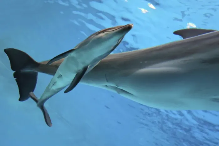 Framed Print : Bottlenose Dolphin - Newborn Baby / Calf with Mother immediately after birth Framed Print : Bottlenose Dolphin - Newborn Baby / Calf with Mother immediately after birth