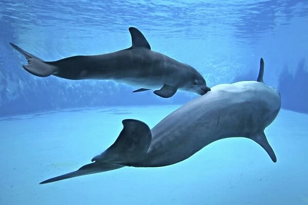 Bottlenose Dolphin - Newborn Baby  /  Calf nursing  /  feeding from Mother immediately after birth