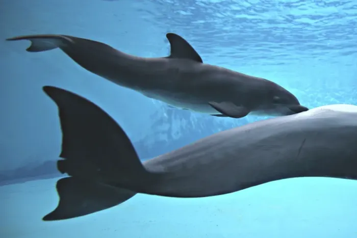 Framed Print : Bottlenose Dolphin - Newborn Baby / Calf nursing / feeding from Mother immediately after birth Framed Print : Bottlenose Dolphin - Newborn Baby / Calf nursing / feeding from Mother immediately after birth