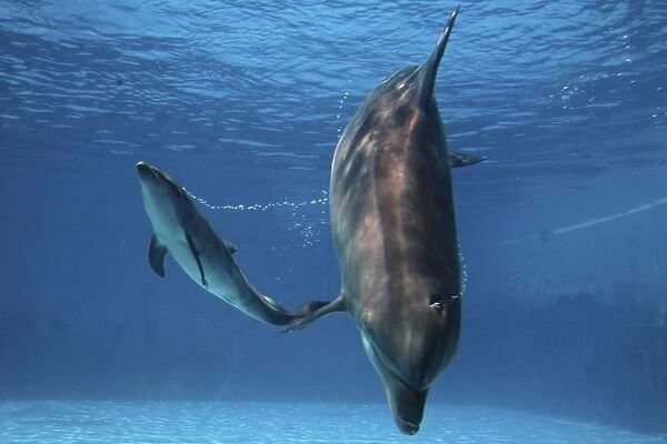 Bottlenose Dolphin - Newborn Baby / Calf whistling to its mother immediately after birth