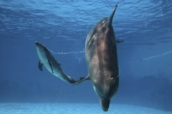 Framed Print : Bottlenose Dolphin - Newborn Baby / Calf whistling to its mother immediately after birth Framed Print : Bottlenose Dolphin - Newborn Baby / Calf whistling to its mother immediately after birth